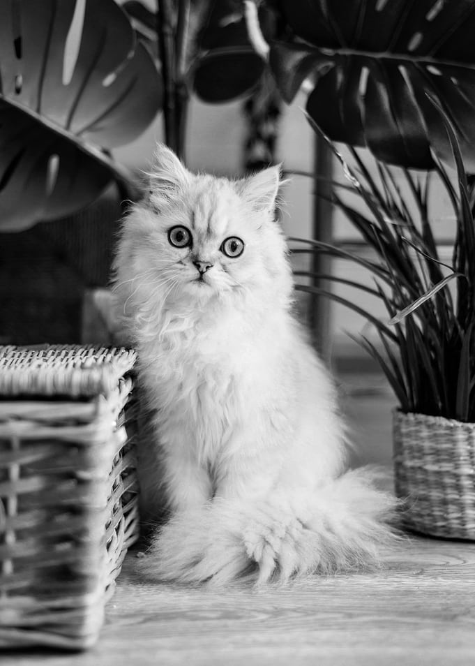 Cute little cat