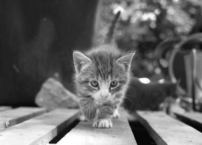 Kitten on a table