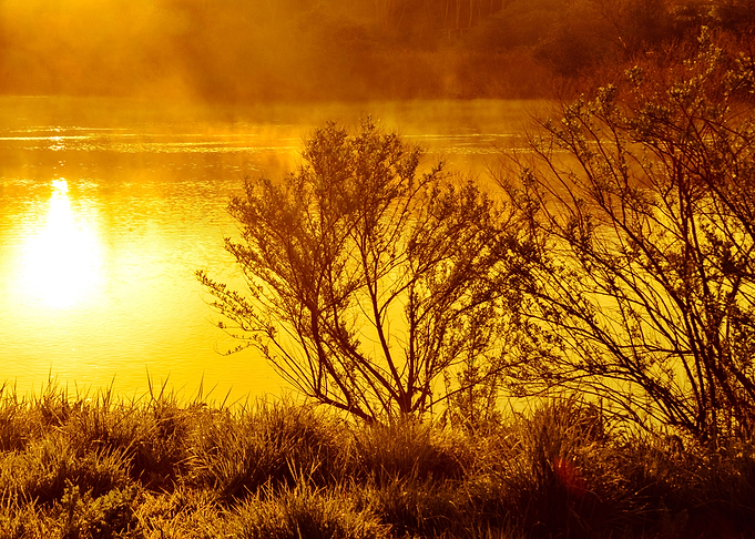 Reflection Yellow Sun Tree