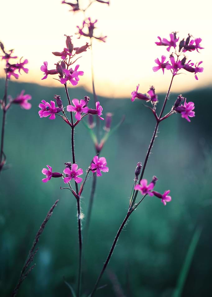 Sunlight Meadow Soft Gr