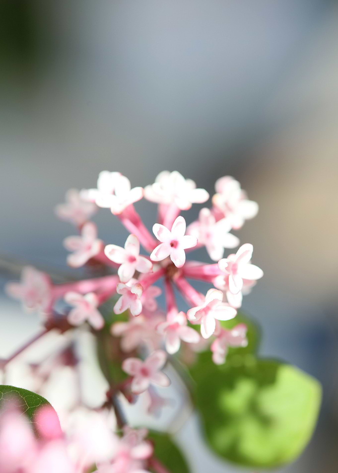 Syringa vulgaris oleaceae