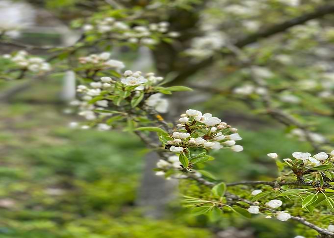 Tea Coffe Gardening