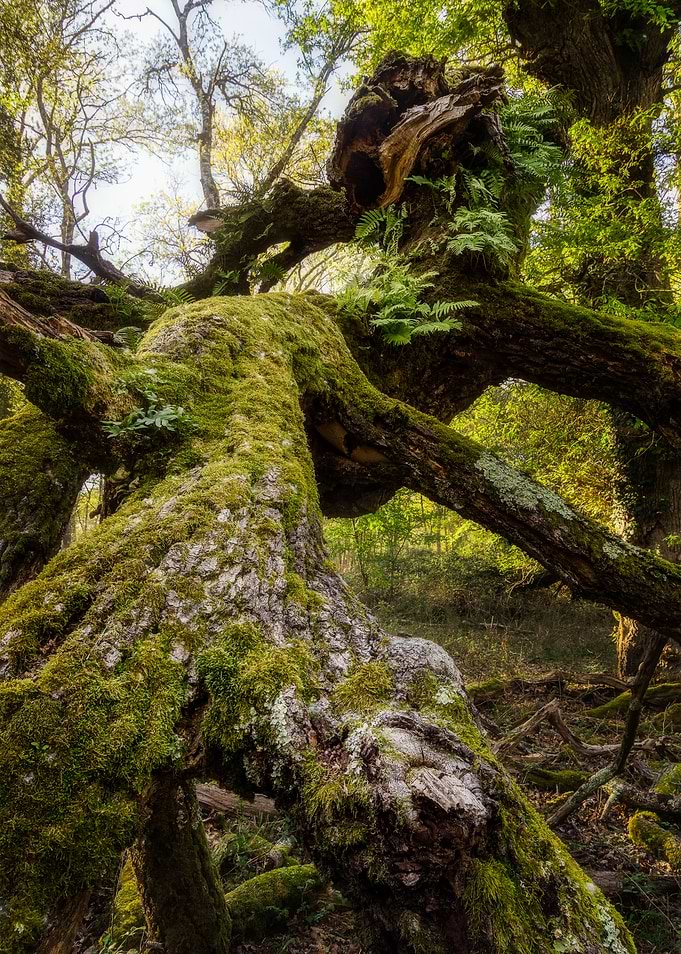 The fallen tree