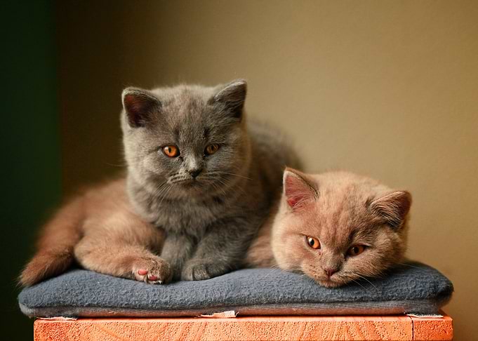 Two cute cats