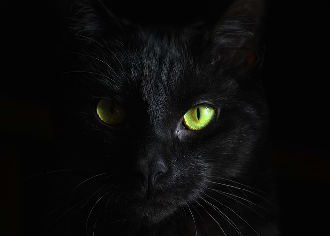 Cat head