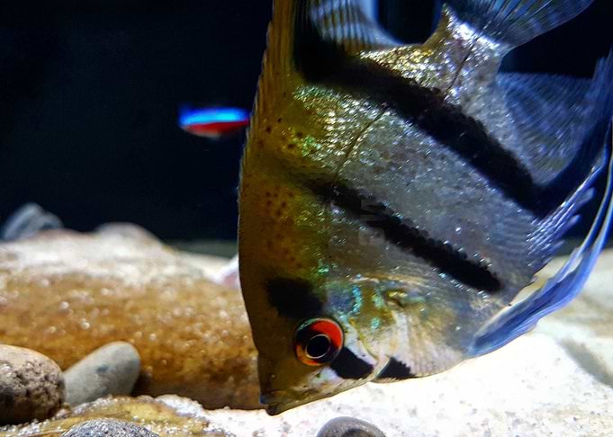 Angelfish Tropical Fish