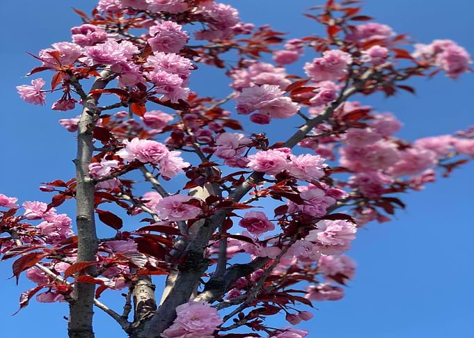 Clear Blue Sky