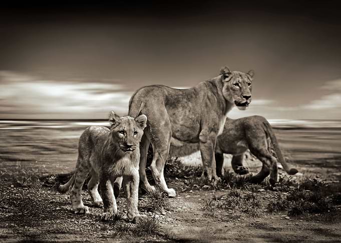 Lion Family