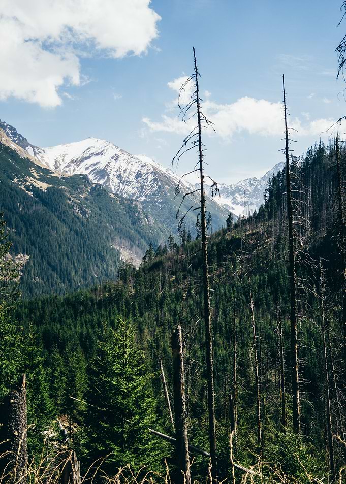 Spring Mountain Tops