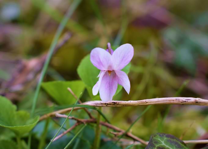 meadow flower