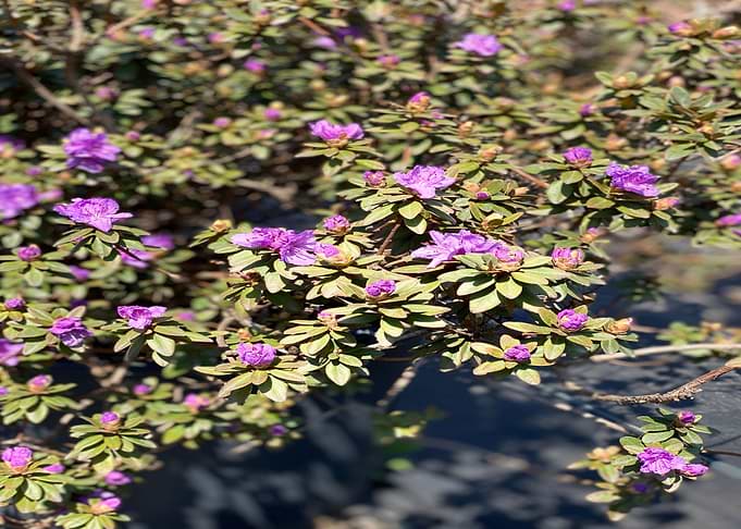 Italy Garden Trip