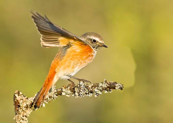 Juvenile redstart bird