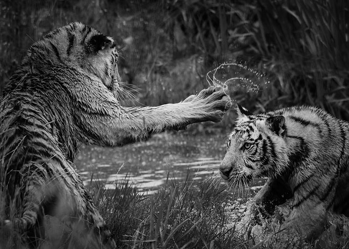 Fighting tigers