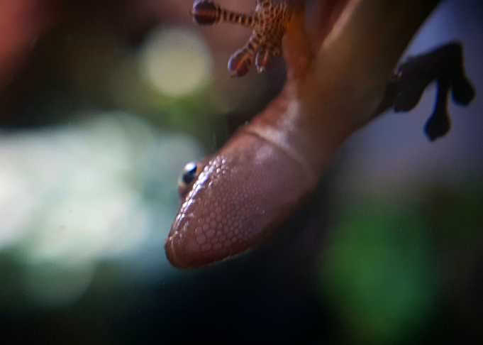 Cameroon Dwarf Gecko Owner