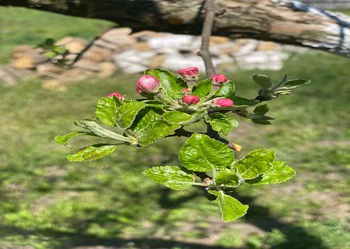 My Garden