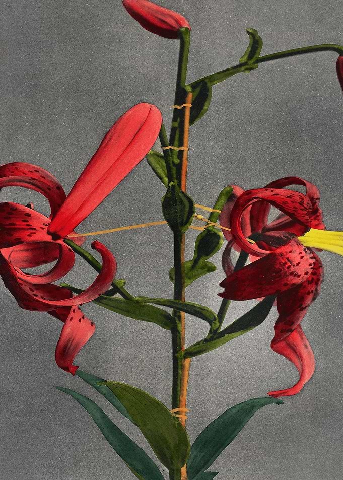 Lily Traditional Japanese