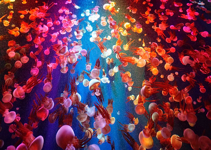 JellyFish