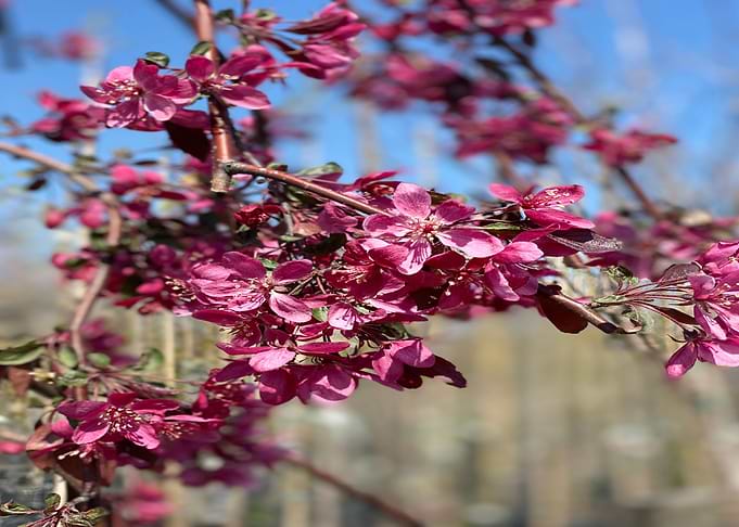 Blossoms In Italy
