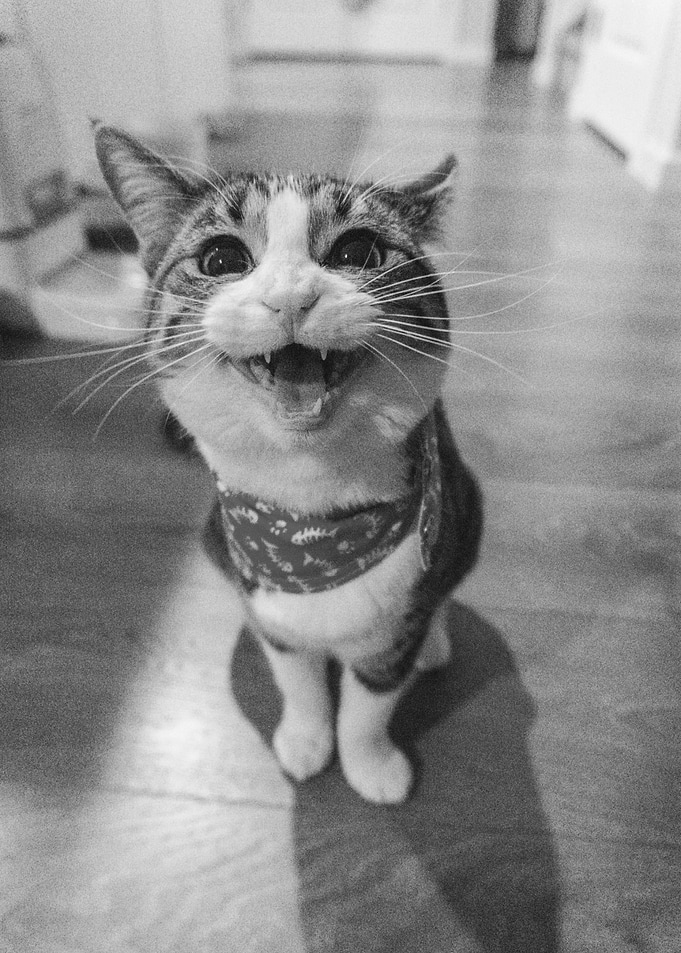 Cat with scarf