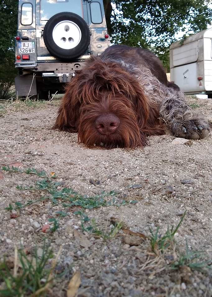 sleeping dog