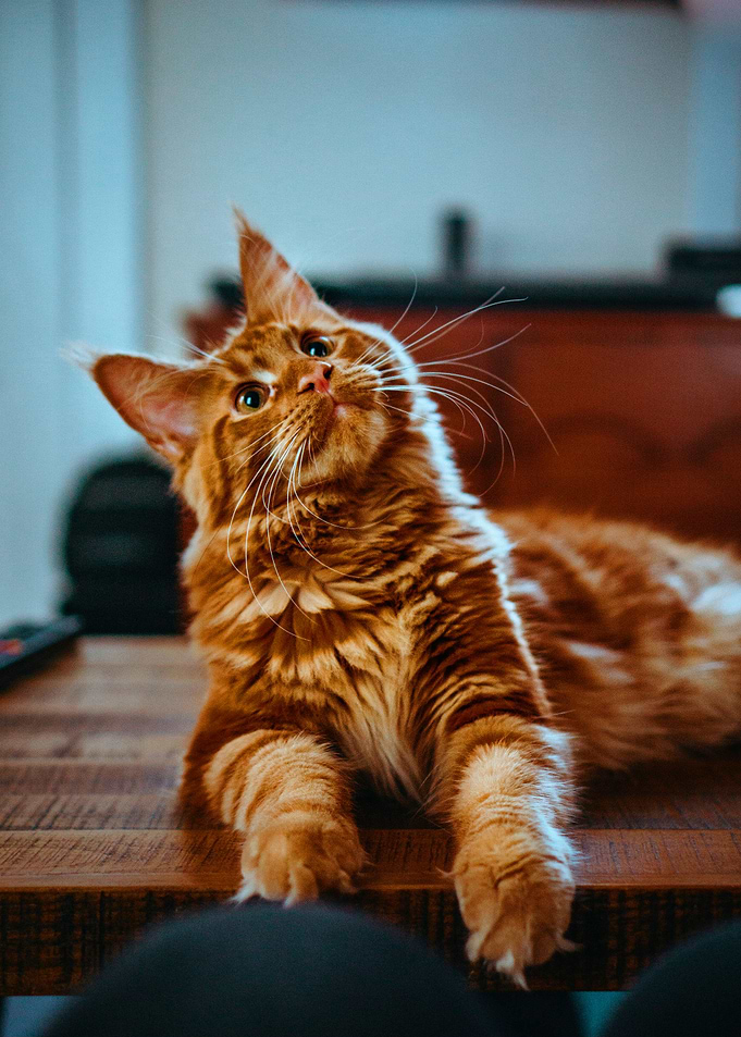 Cat looking up