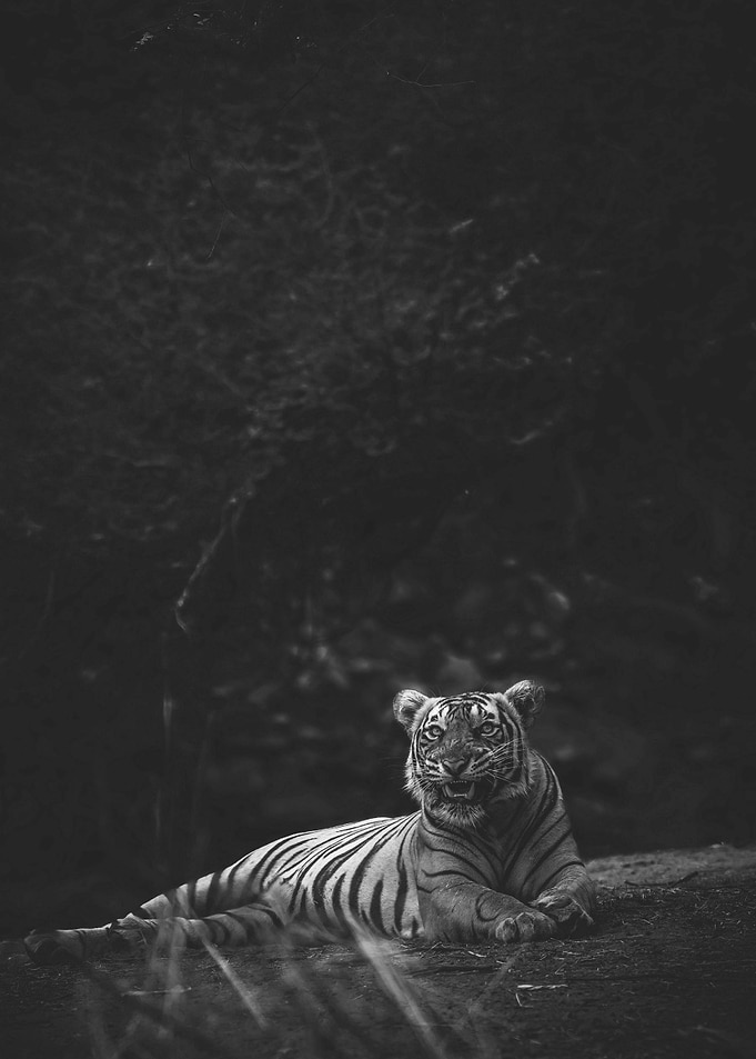 Tiger lying down