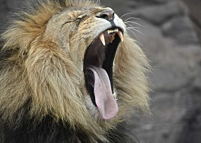 Lion Roaring