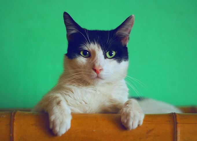 Cat green background