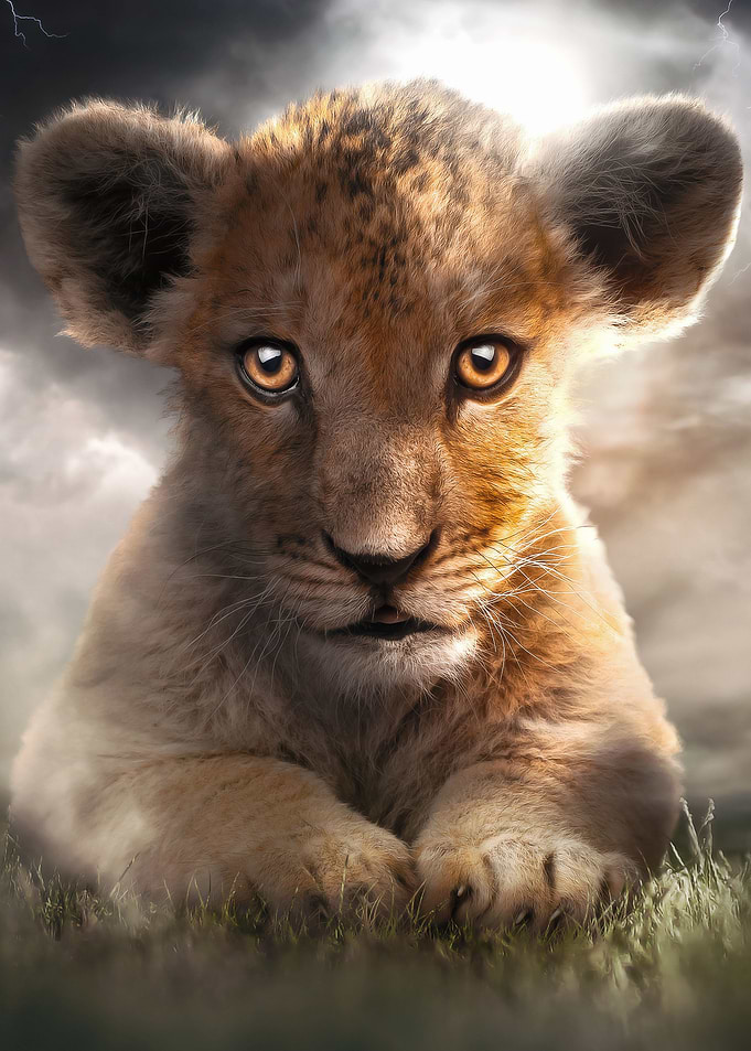 The Bossy Lion Cub