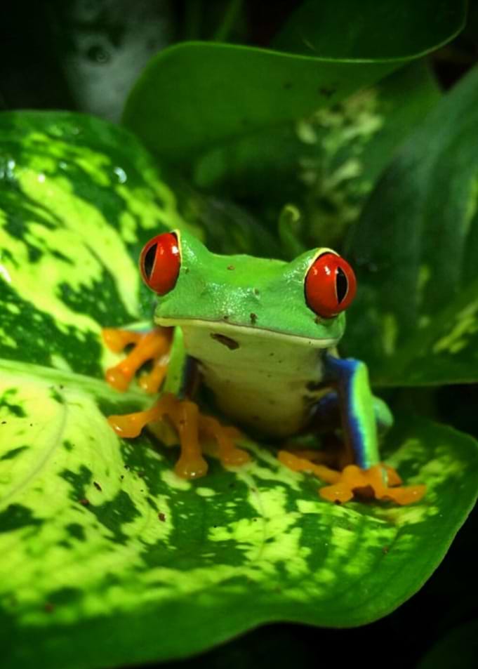 Red Eyed Tree Frog Nature