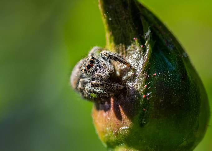 Macro of a spider
