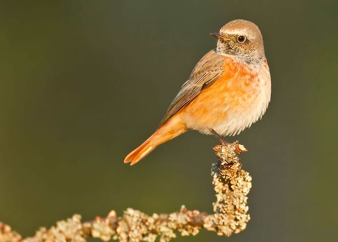 Juvenile redstart bird
