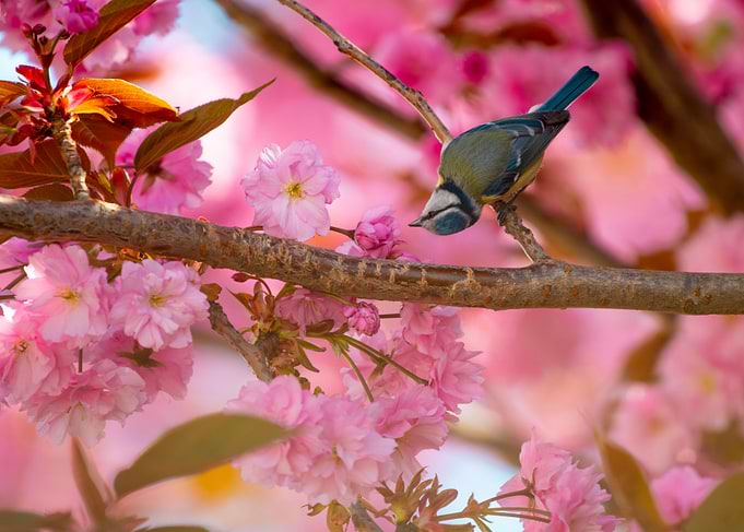 Blue Tit Bird