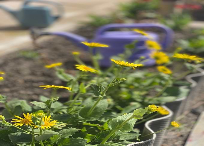 Sweet Little Garden