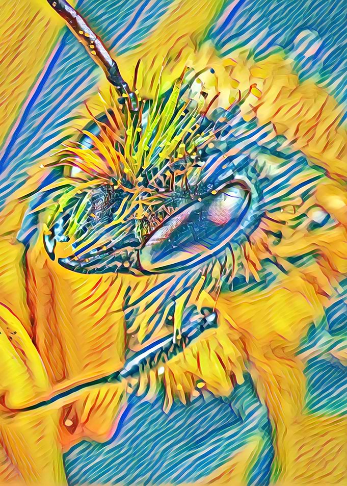 Bumblebee close up