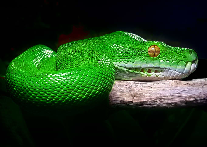 Green Tree Python Reptile