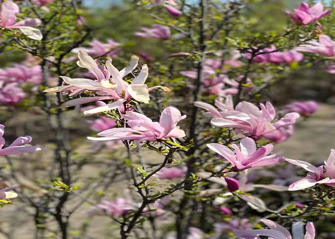 Flowers That Women Love