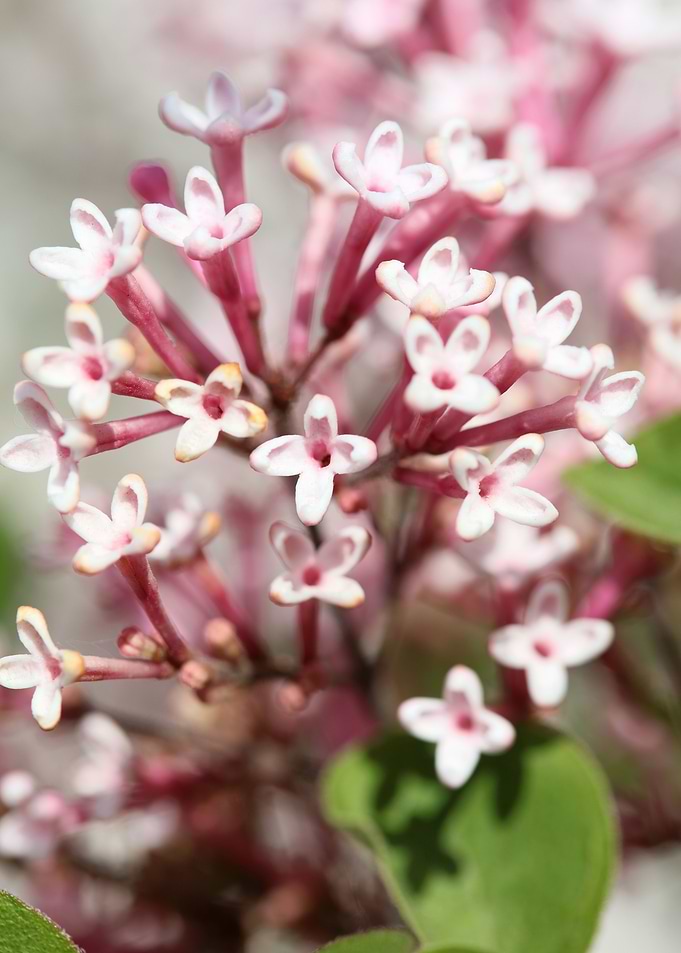 Syringa vulgaris oleaceae