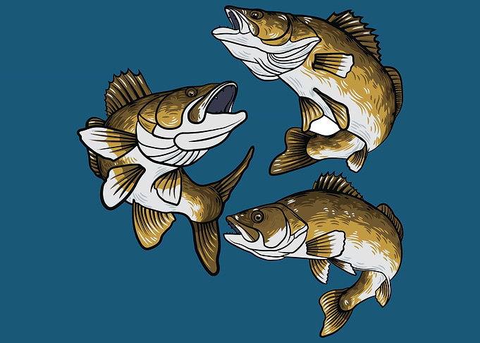 Walleye Fishing
