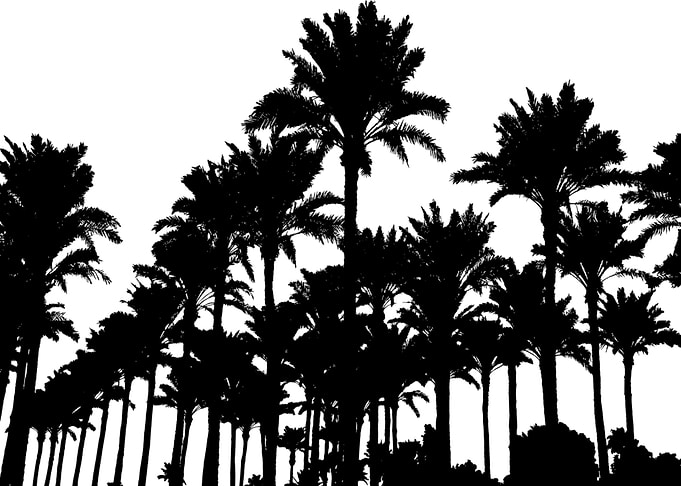 palm tree miami