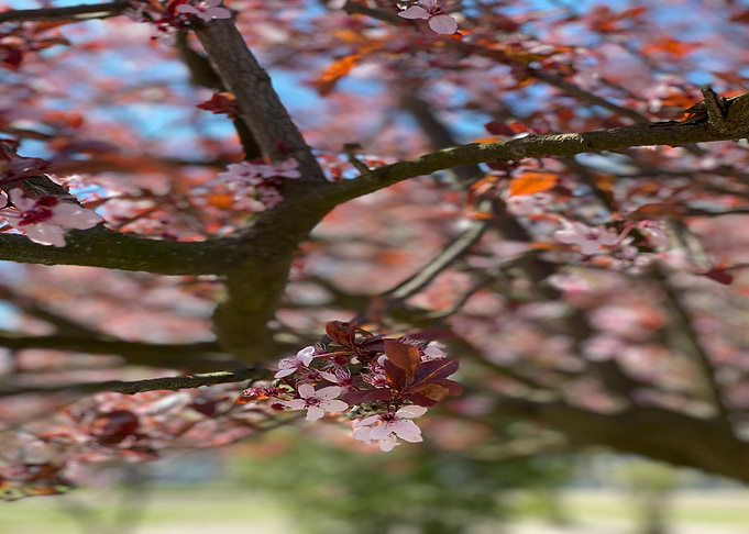 Beautiful Magnolien Tree