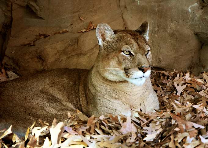 Portrait Of A Puma
