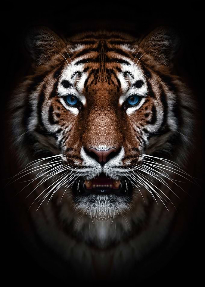 wild tiger head poster