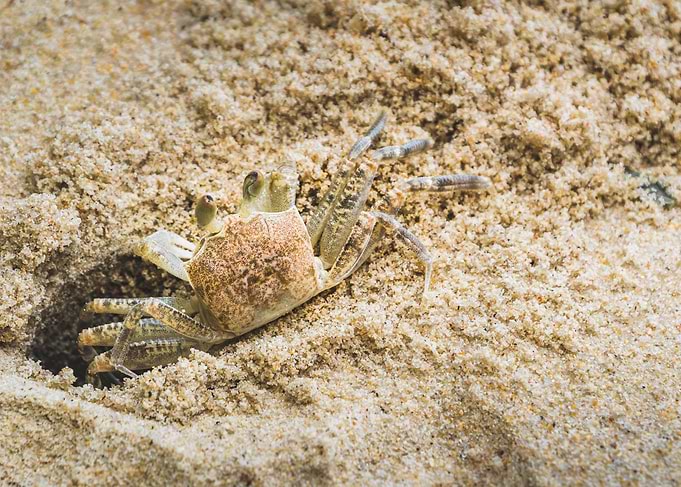 Curious crab