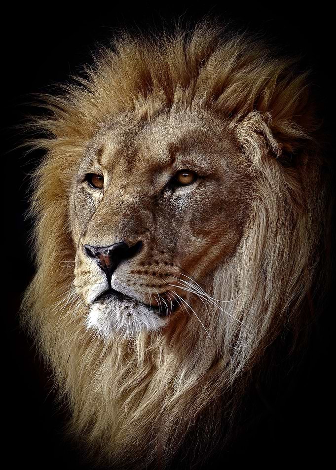 East African lion head 01