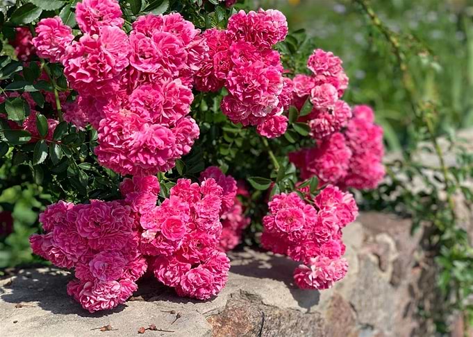 Awesome Flowers