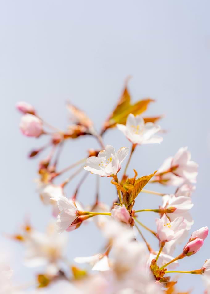 Cherry Tree Blossom