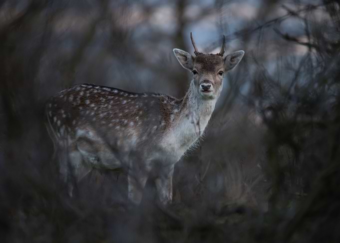 Deer in Amsterdam