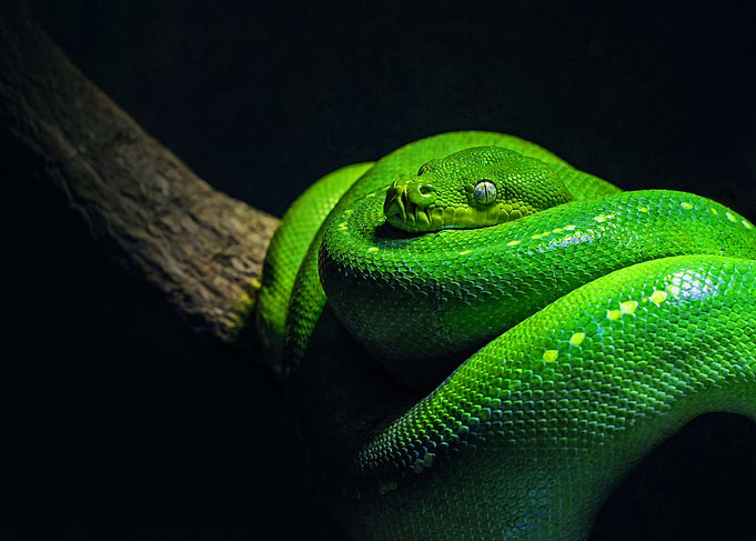 Green snake