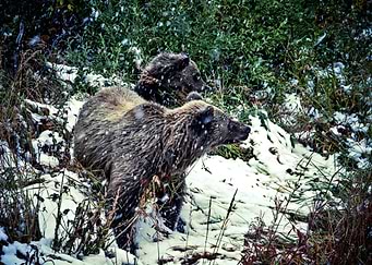 Two Baby Bears